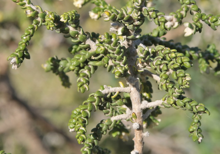 Thymelaea hirsuta (L.)Endl. / Spazzaforno